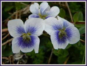 VIOLETS