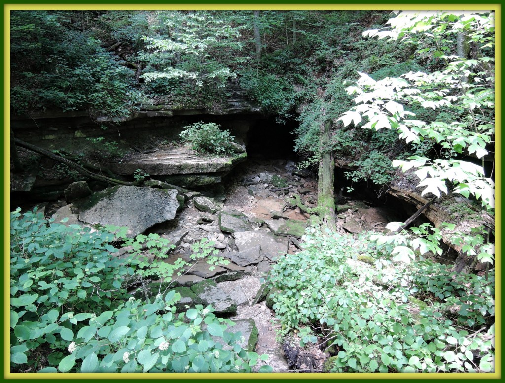 forest bath