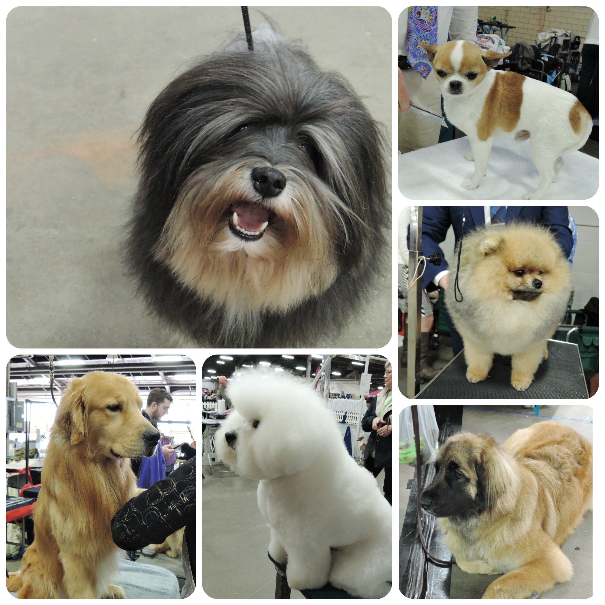 dog shows this weekend