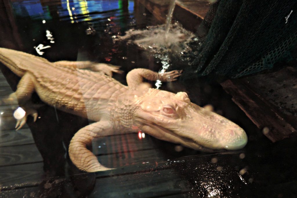 Pearl - Albino Alligator